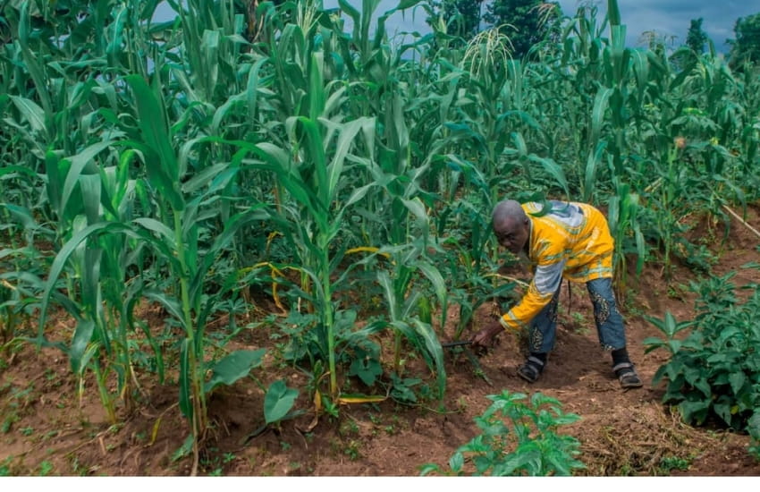 Farming Empowerment Project, October 2025