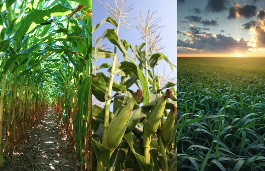 Farming Empowerment Project, September 2025